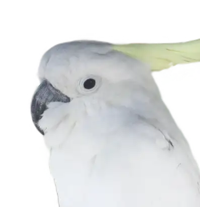 Cacatua de Cresta Amarilla