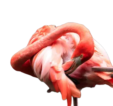 Flamenco