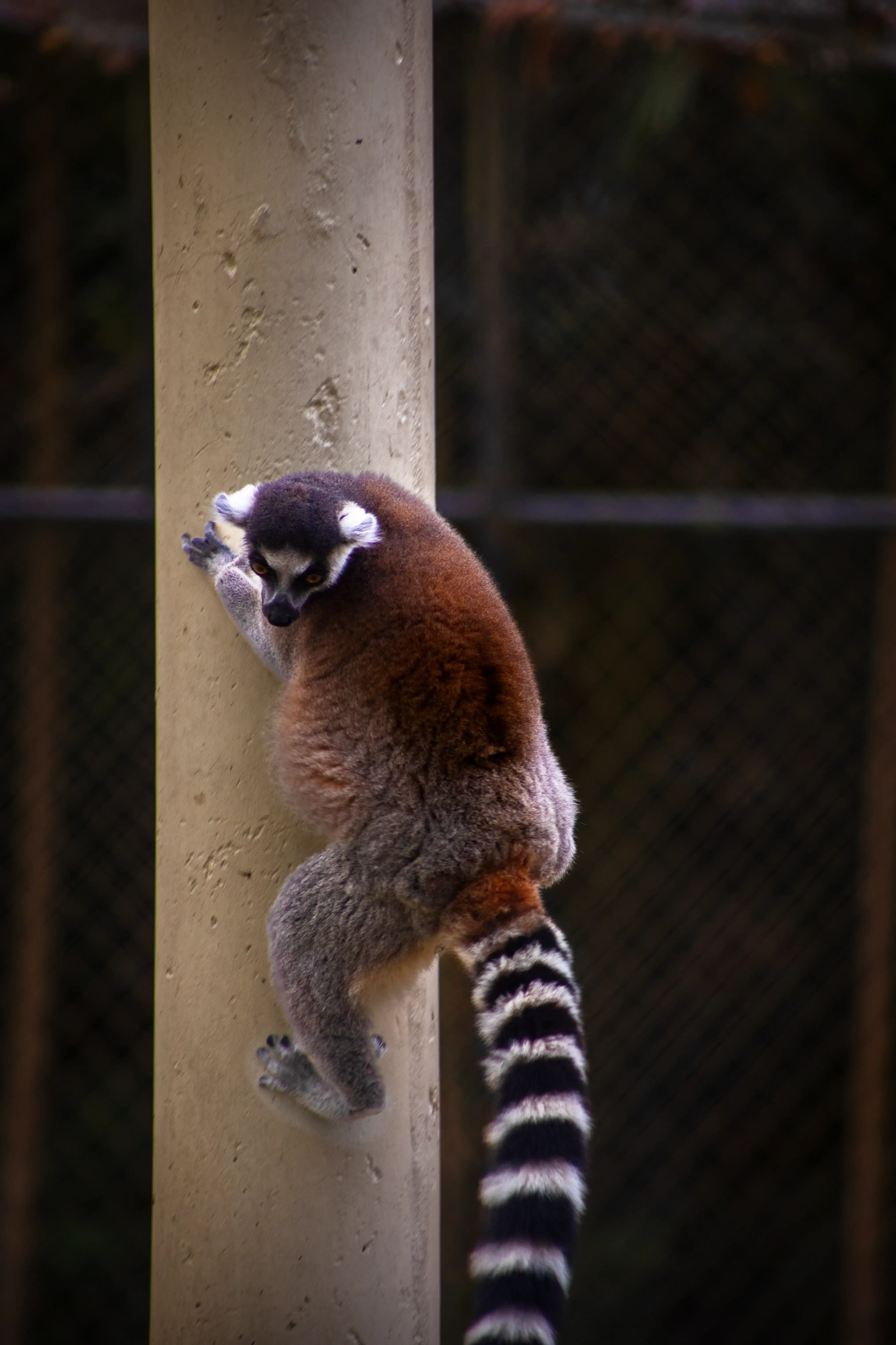 Lemur 01