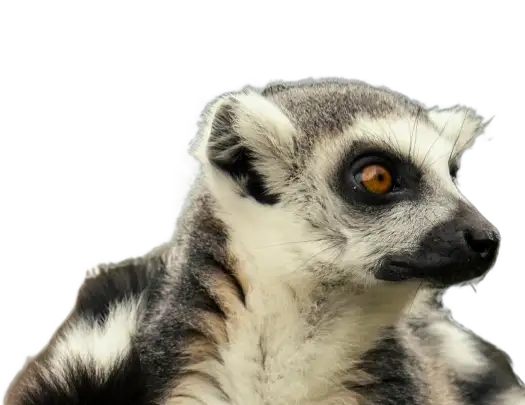 Lemur de Cola Anillada