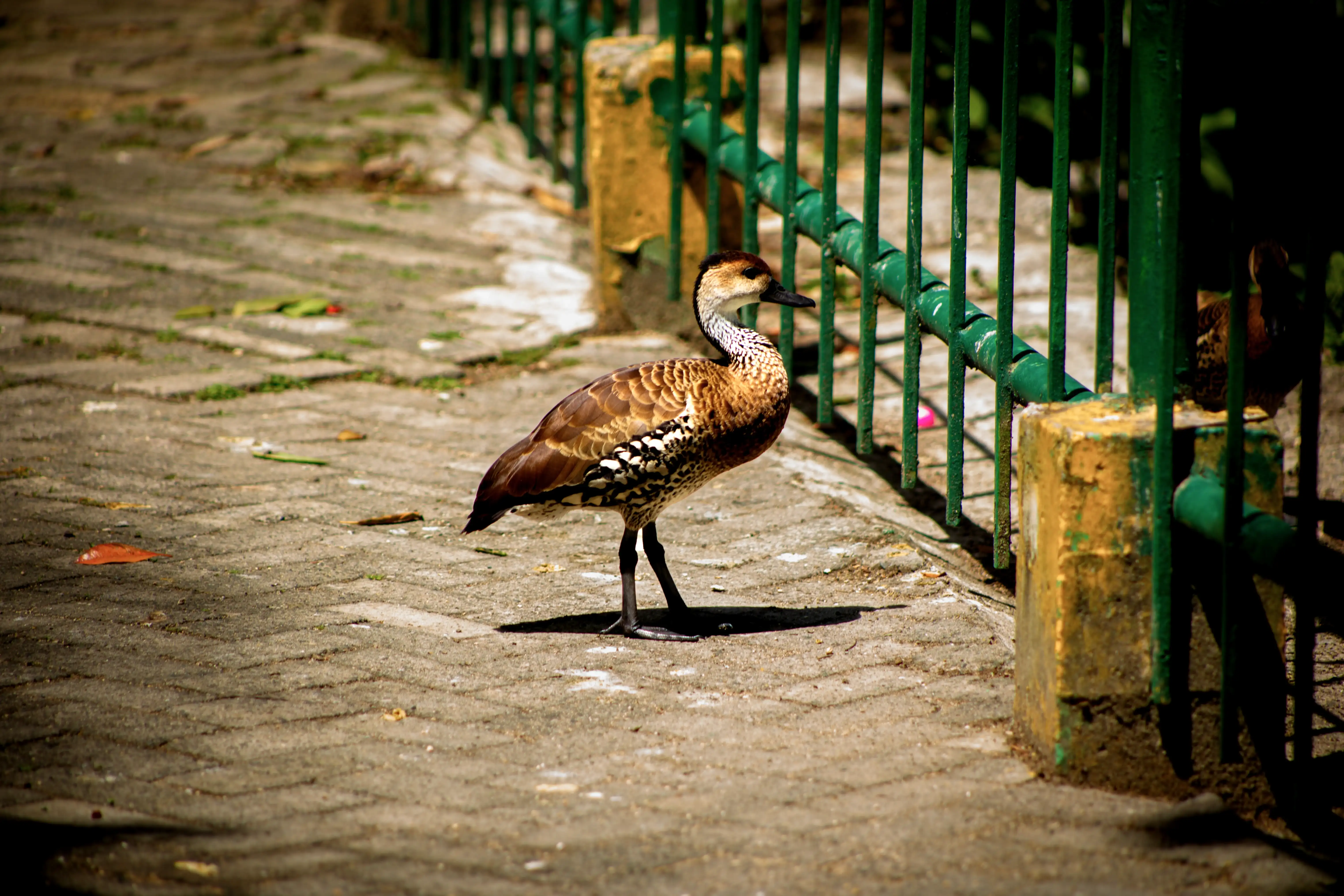 Pato domestico 04