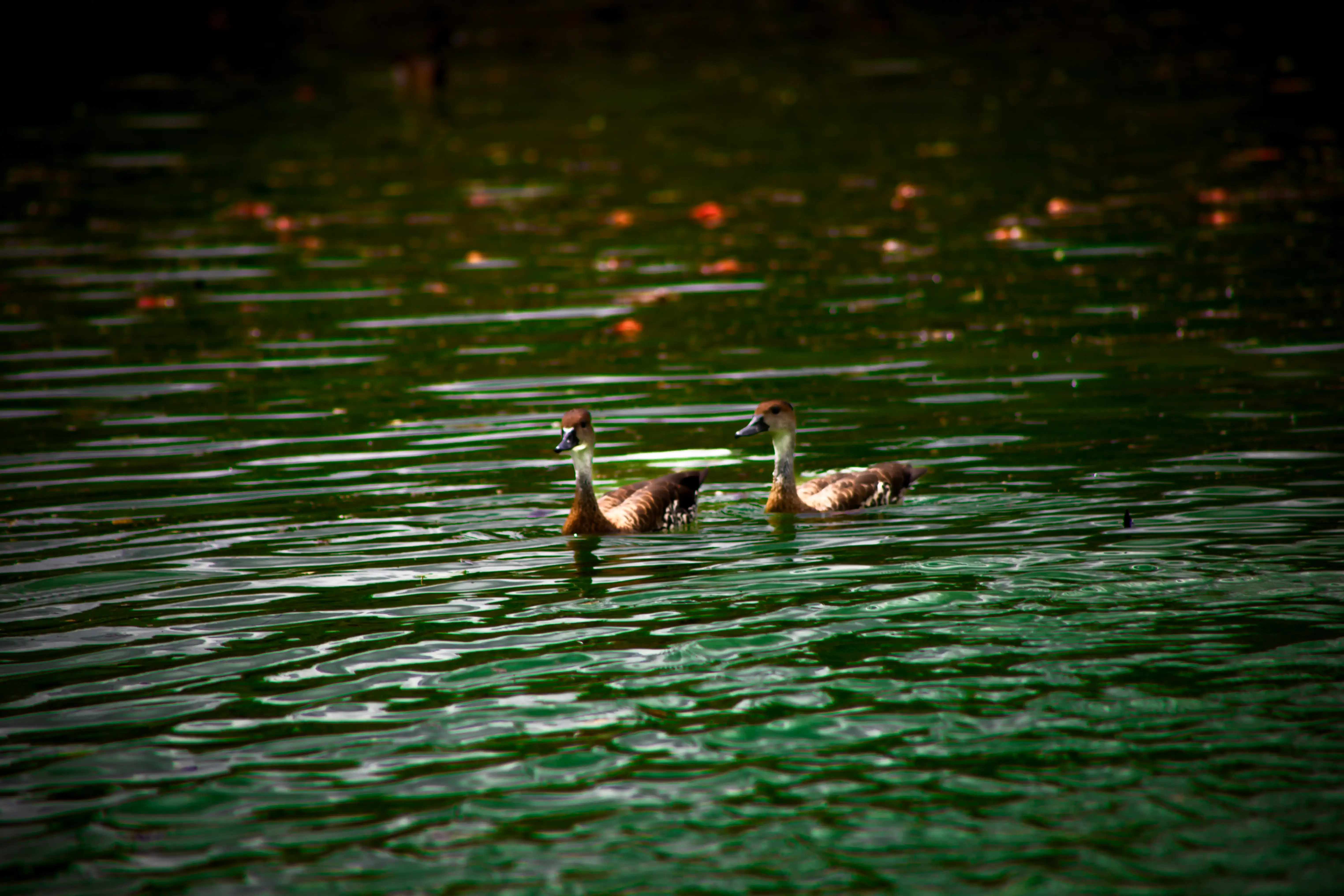 Patos domesticos
