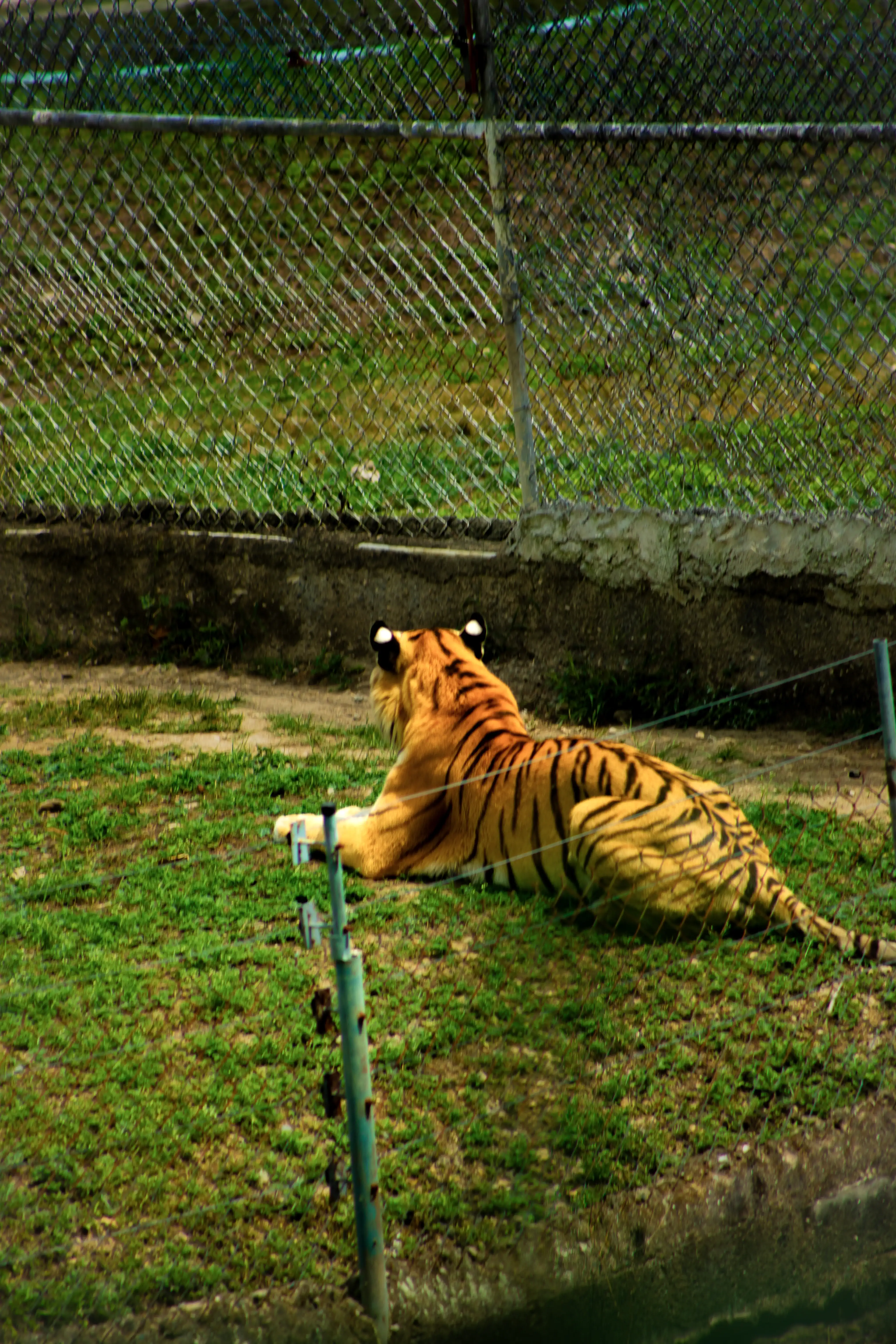 Tigre 03