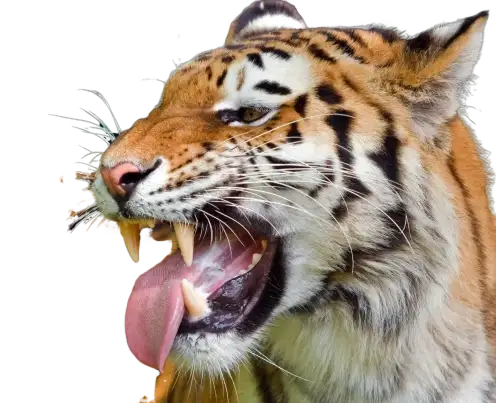 Tigre de Bengala